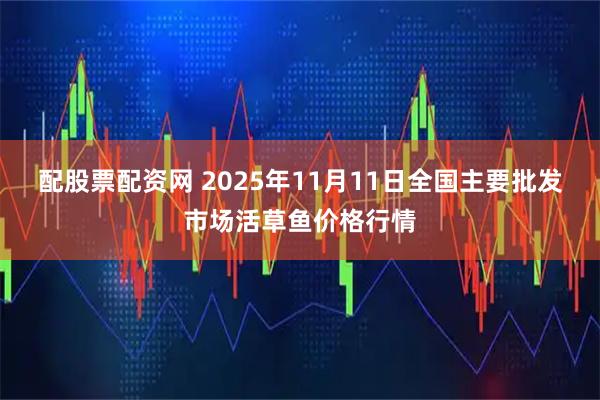 配股票配资网 2025年11月11日全国主要批发市场活草鱼价格行情