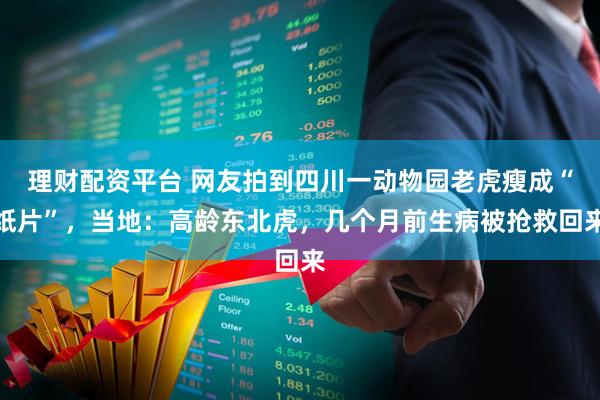理财配资平台 网友拍到四川一动物园老虎瘦成“纸片”，当地：高龄东北虎，几个月前生病被抢救回来