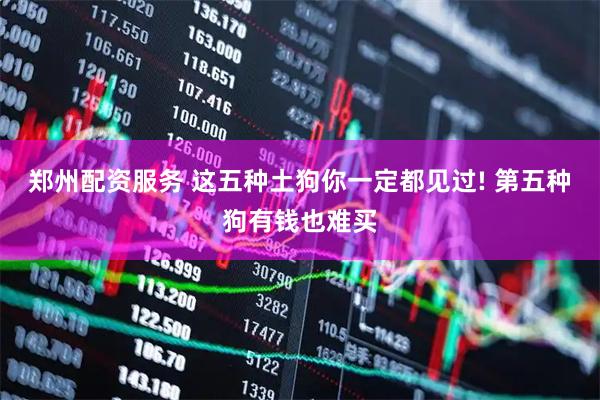 郑州配资服务 这五种土狗你一定都见过! 第五种狗有钱也难买